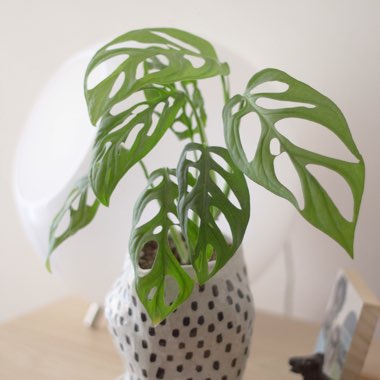 Monstera obliqua 'Leichtlinii'