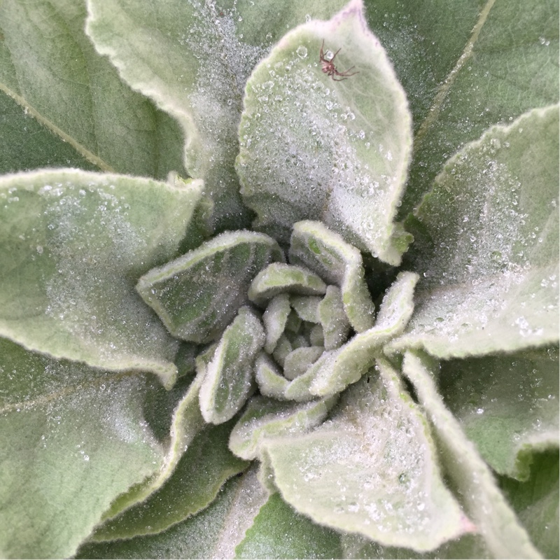 Plant image Verbascum thapsus