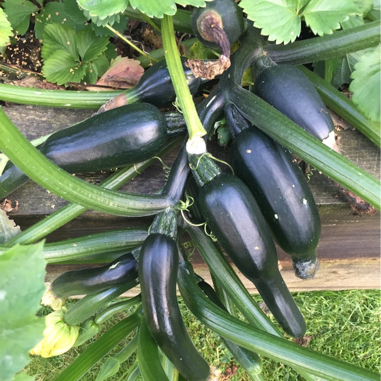 Plant image Cucurbita Pepo var. Cylindrica 'All Green Bush'