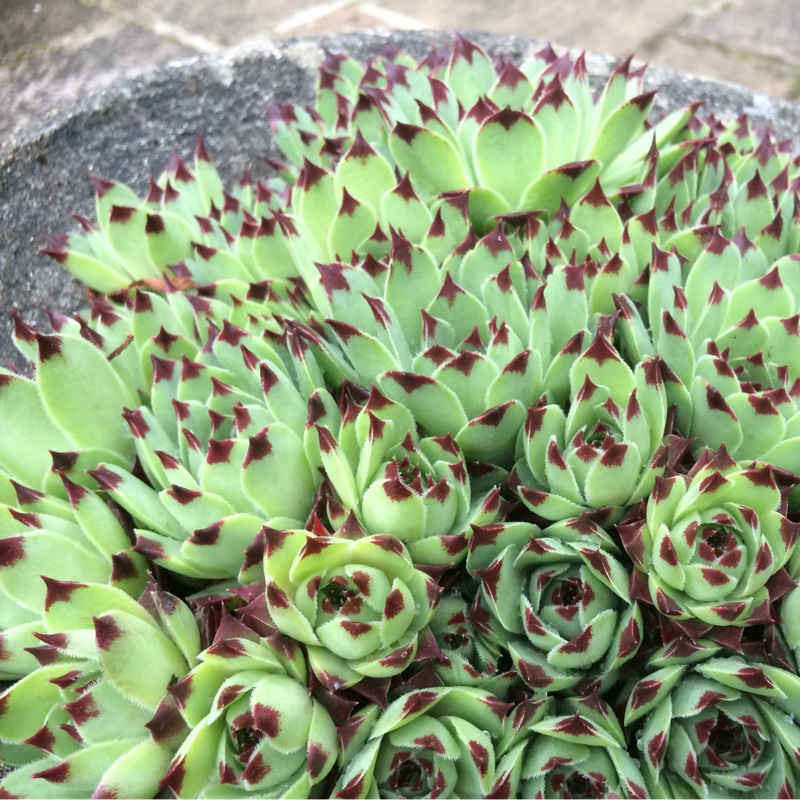 Sempervivum 'Tectorum'