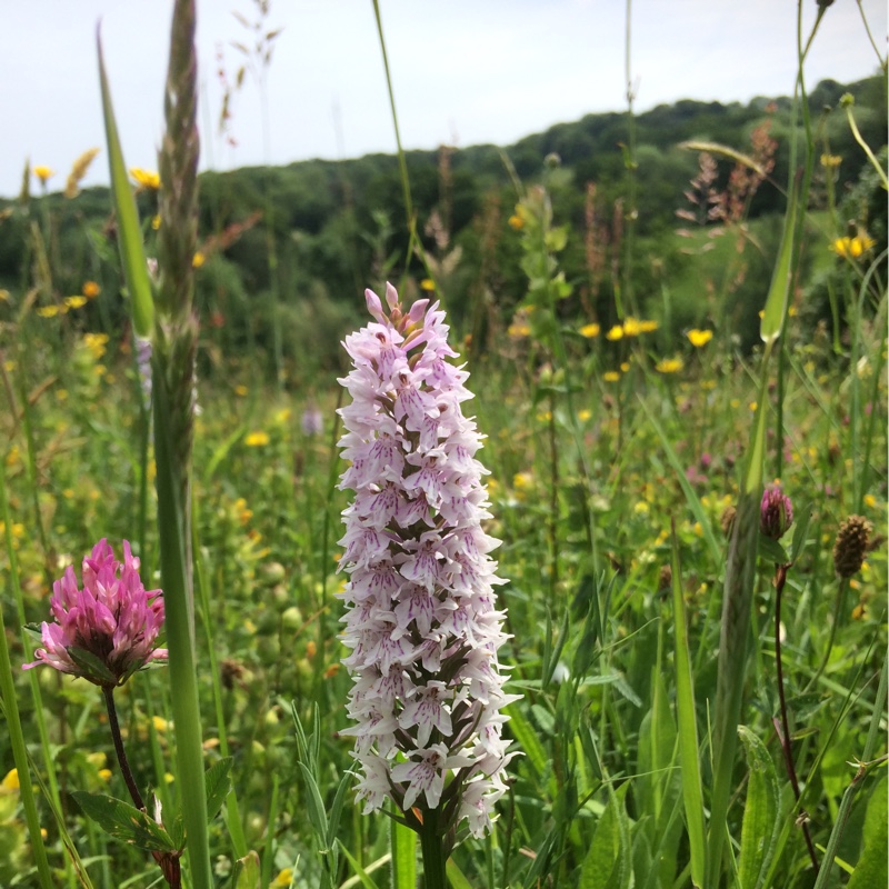 Common Spotted Orchid