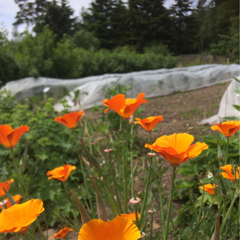 California Poppy