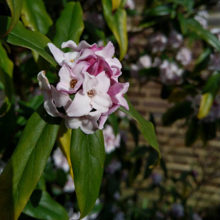 Plant image Daphne