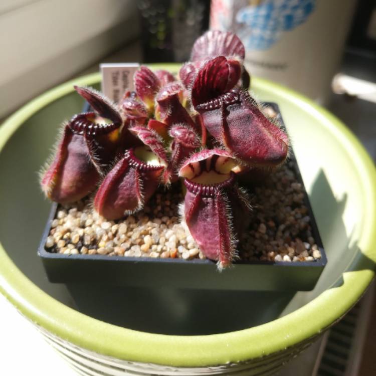 Plant image Cephalotus Follicularis