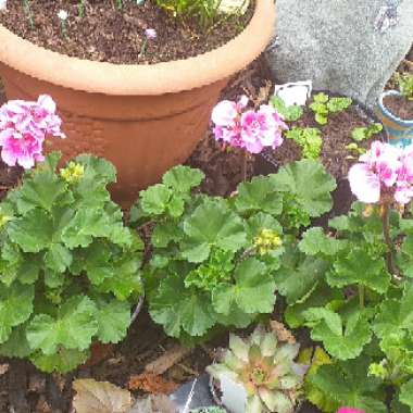 Pelargonium (Geranium)