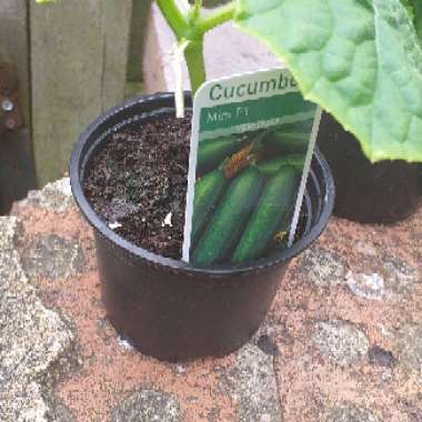 Cucumber