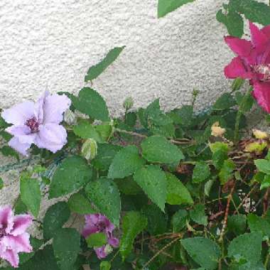 Clematis (Pruning Group 3 - Late Flowering Cultivars)