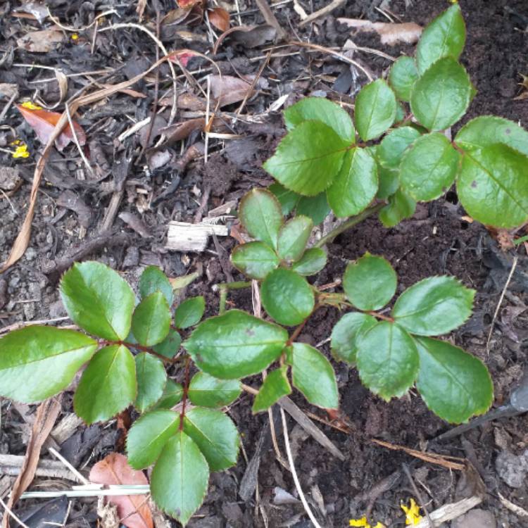 Plant image Rosa 'Champagne Moments'