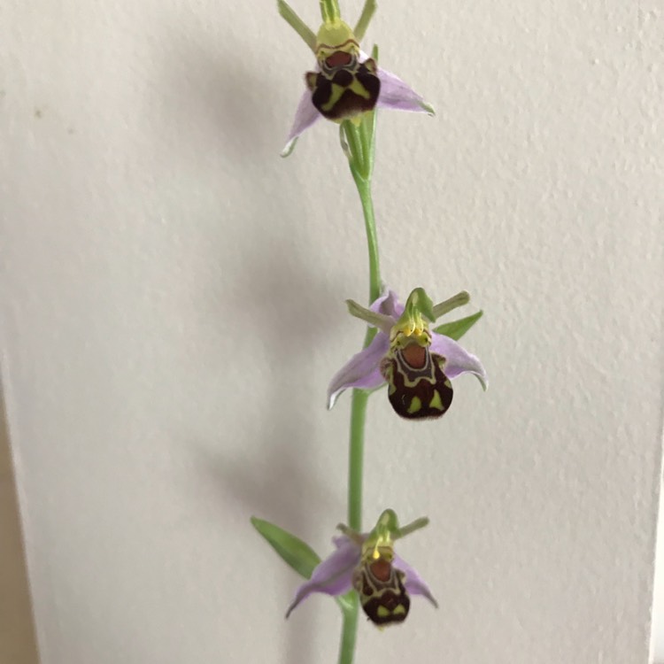 Plant image Ophrys apifera