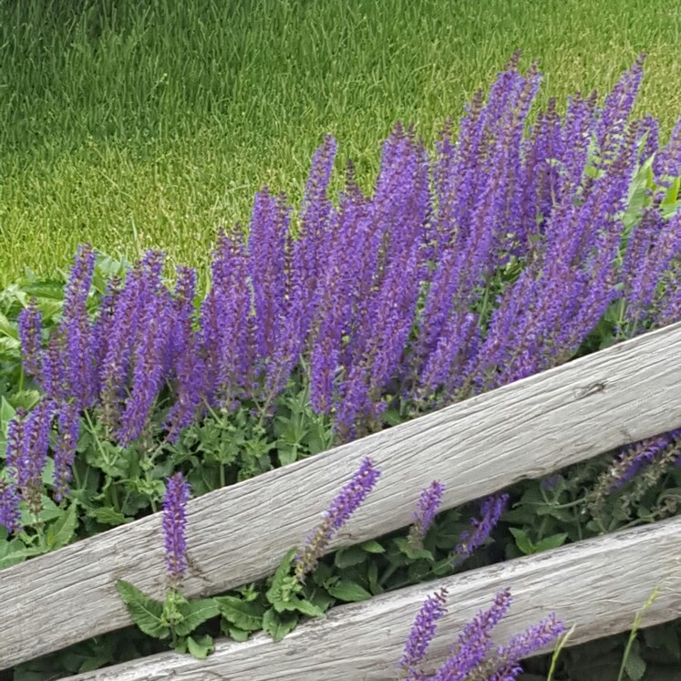 Blue Giant Hyssop