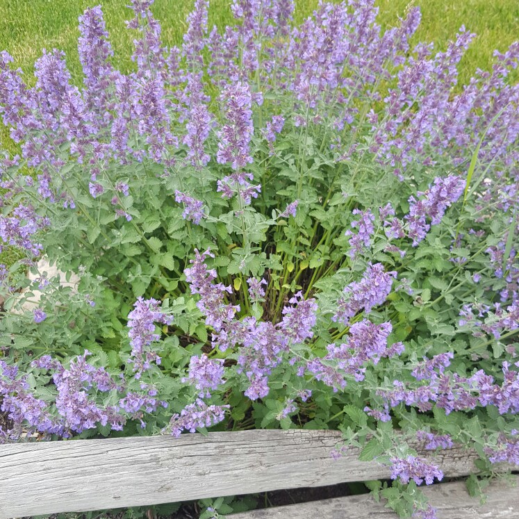 Catmint