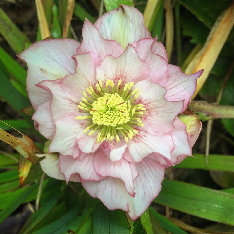 Plant image Helleborus x hybridus 'Harvington Double Pink'