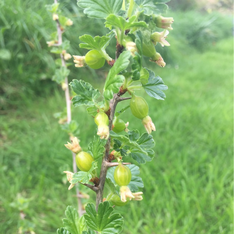 Plant image Ribes uva-crispa 'Hinnonmaki Red'