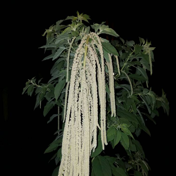 Plant image Amaranthus caudatus 'Viridus Green Cascade'