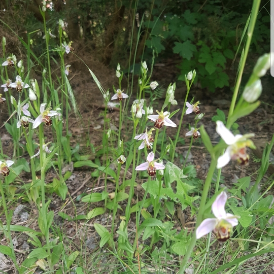 Plant image Ophrys apifera