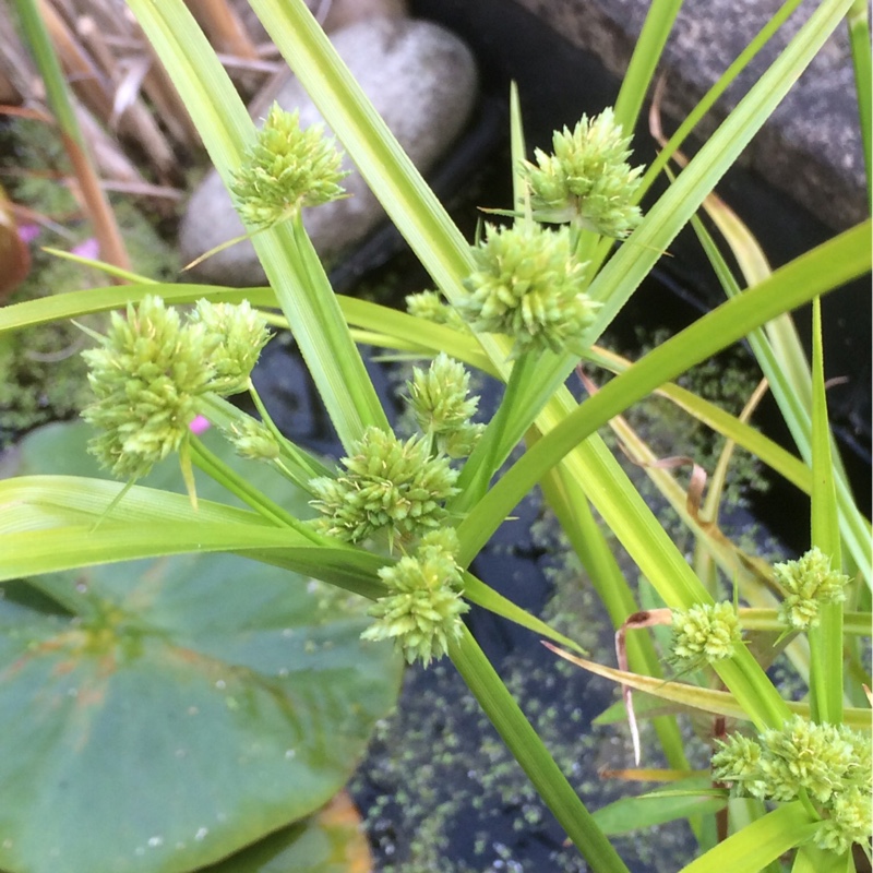 Plant image Cyperus eragrostis