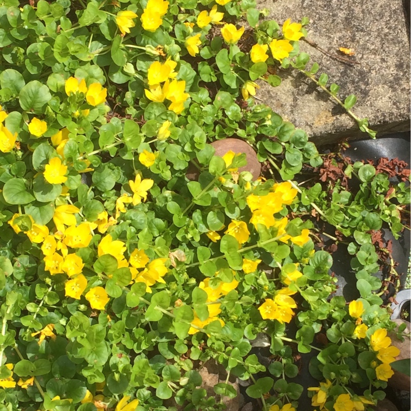 Plant image Lysimachia nummularia 'Aurea'