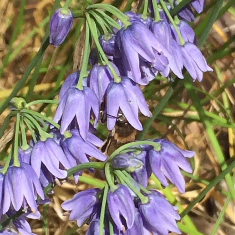 Plant image Allium sikkimense