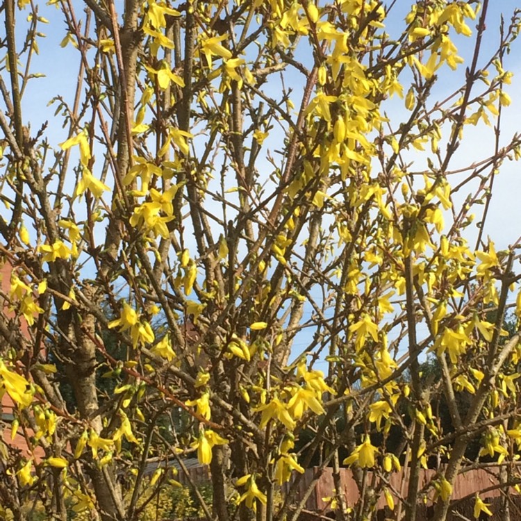 Plant image Forsythia x intermedia 'Spectabilis'