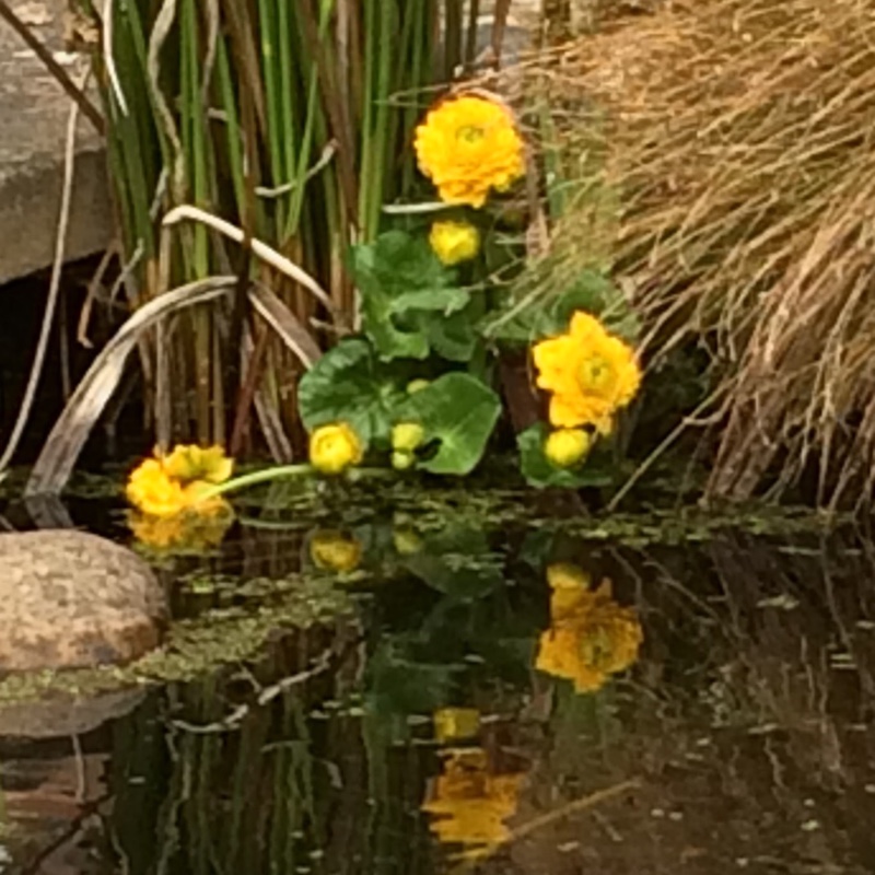 Plant image Caltha Palustris 'Flore Pleno'