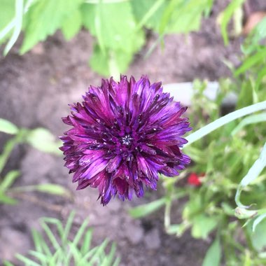 Centaurea cyanus 'Black Ball'