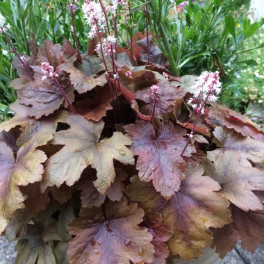 x Heucherella 'Brass Lantern'