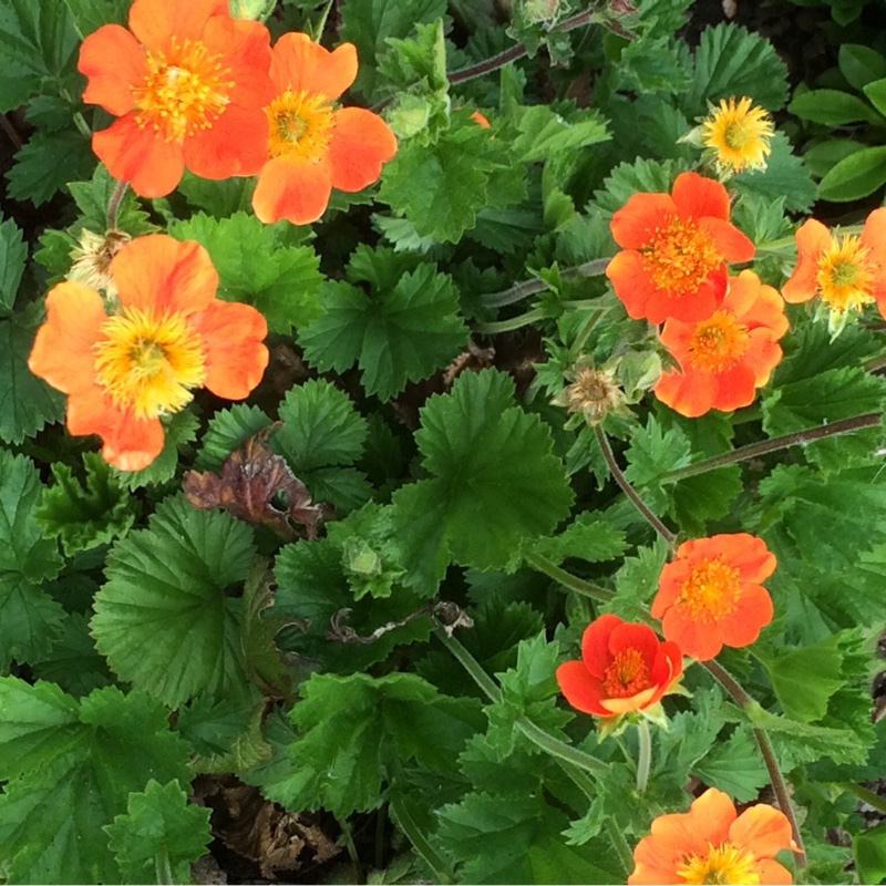 Plant image Geum Coccineum 'Cooky'