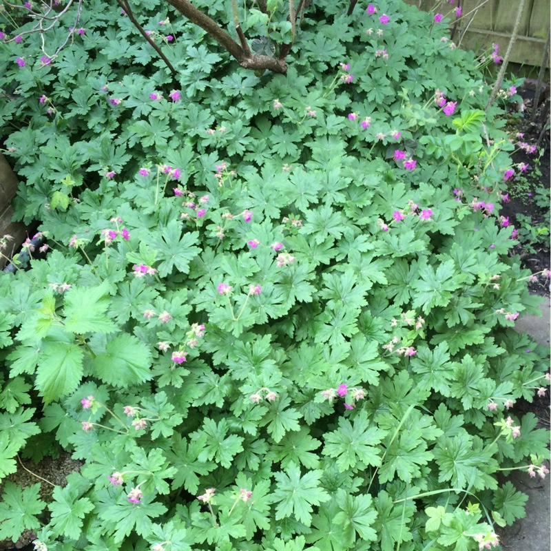 Plant image Geranium macrorrhizum 'Bevan's Variety'