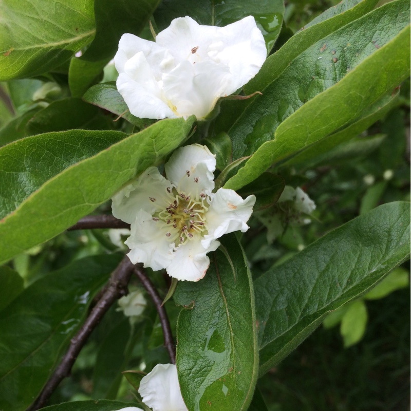 Plant image Mespilus germanica 'Nottingham'