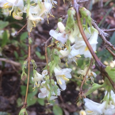 Winter Honeysuckle