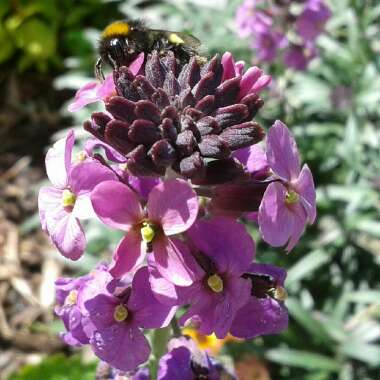 Wallflower 'Bowles's Mauve'