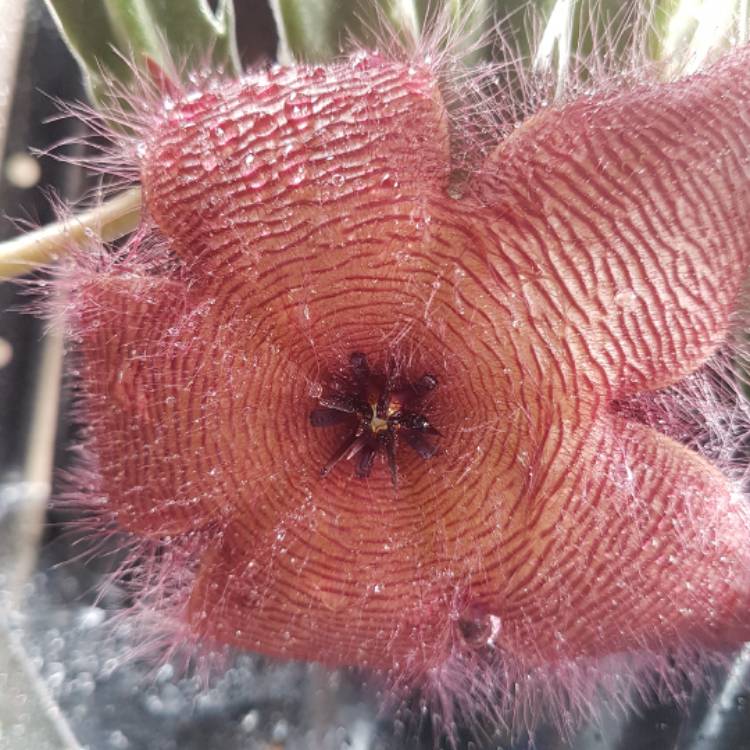 Plant image Stapelia desmetiana syn. S. grandiflora Curtis