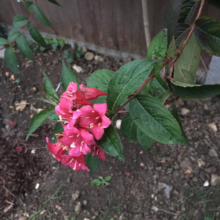 Plant image Weigela 'Eva Rathke'