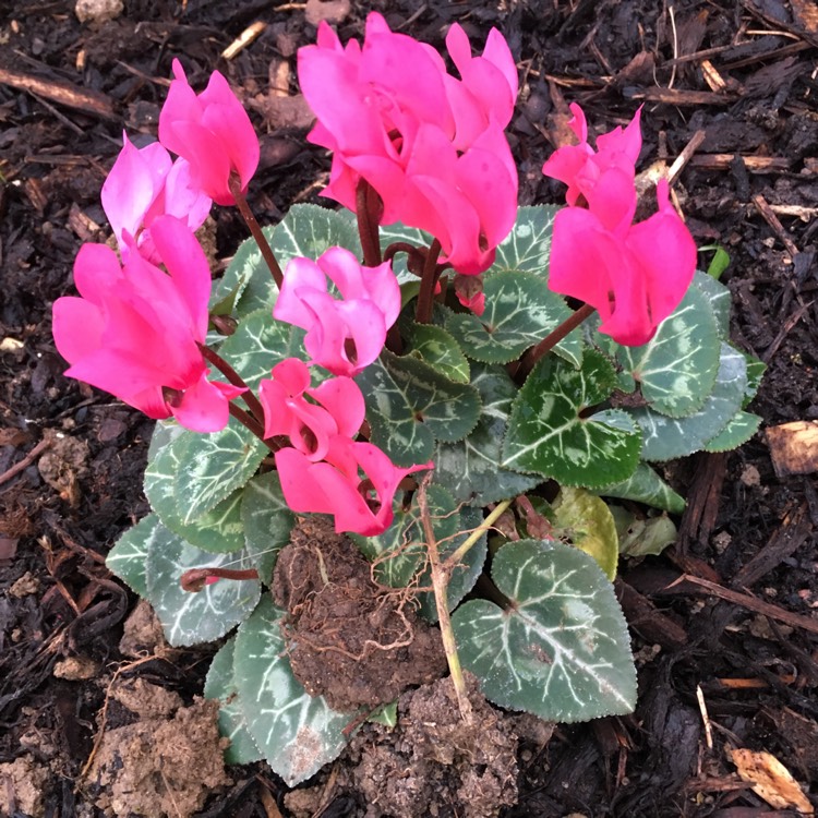 Plant image Cyclamen 'Halios Fantasia Deep Rose' (Halios Series)