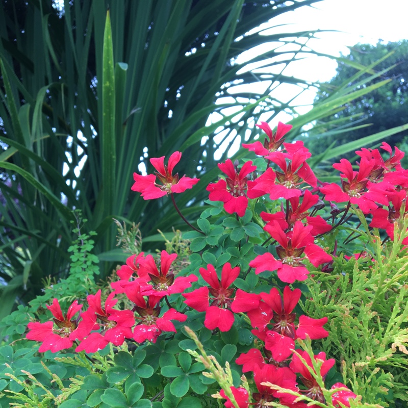 Plant image Tropaeolum speciosum