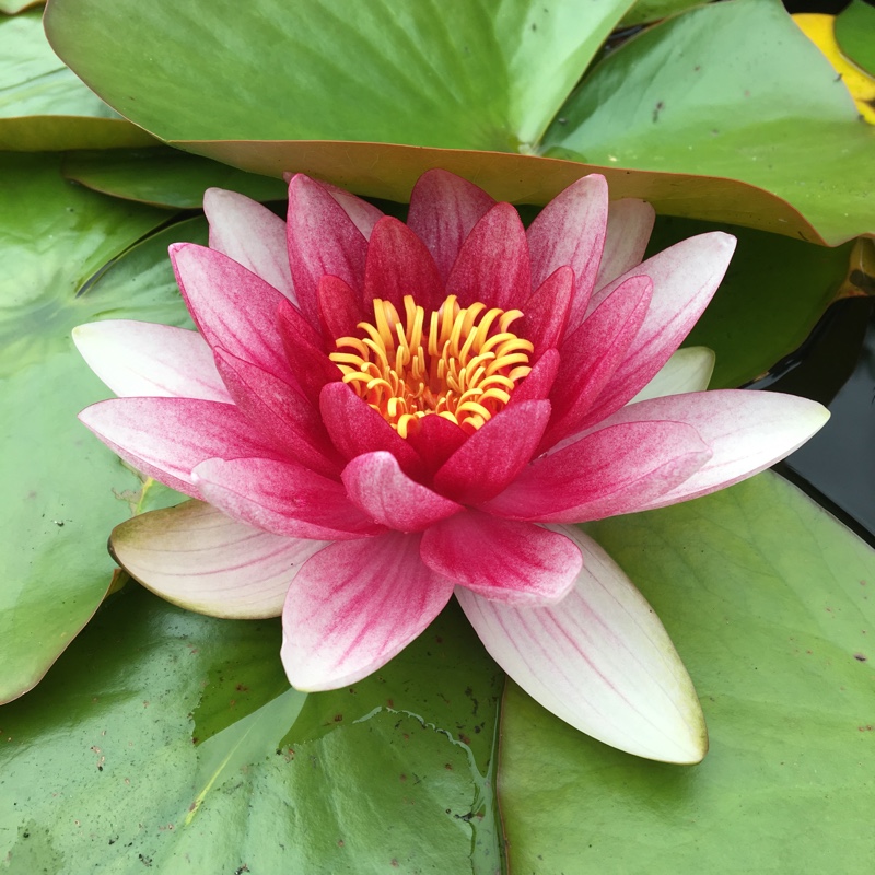 Plant image Nymphaea laydekeri 'Lilacea'