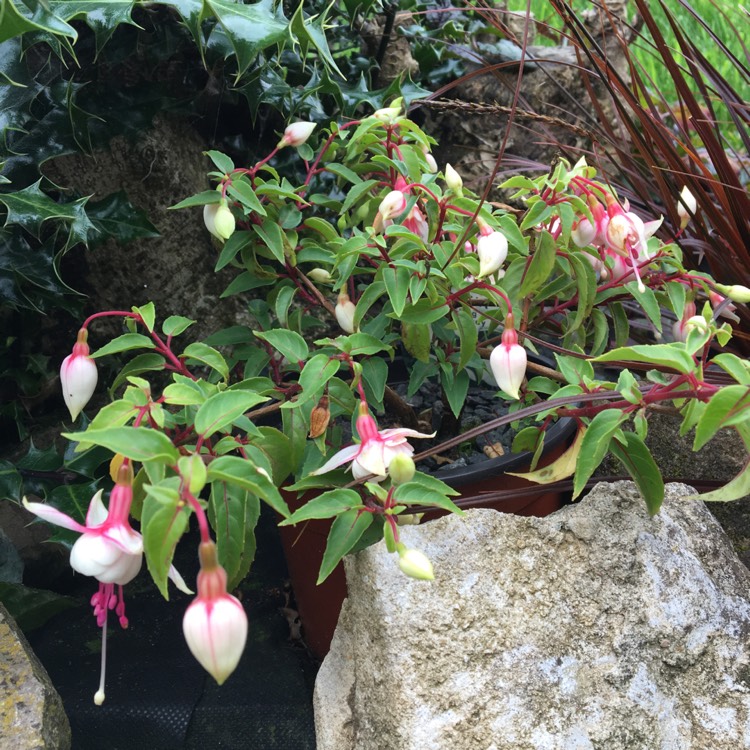 Plant image Fuchsia 'Harry Gray'