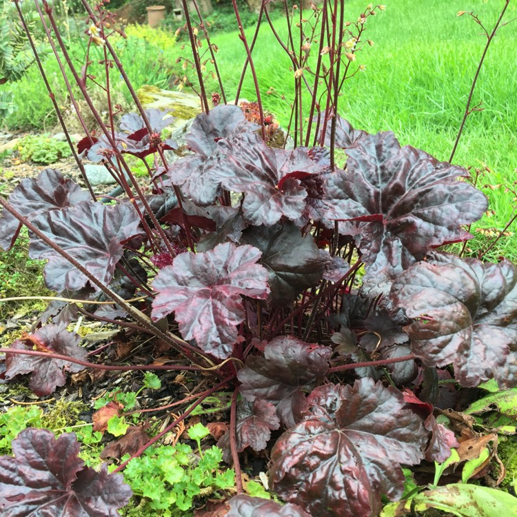 Plant image Heuchera 'Amethyst Myst'