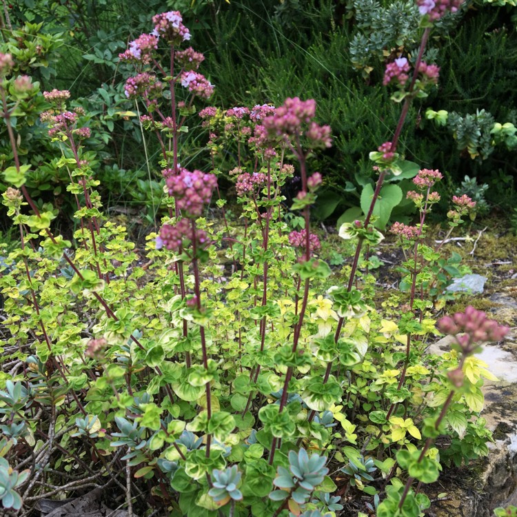 Plant image Thymus Serpyllum 'Red Carpet'