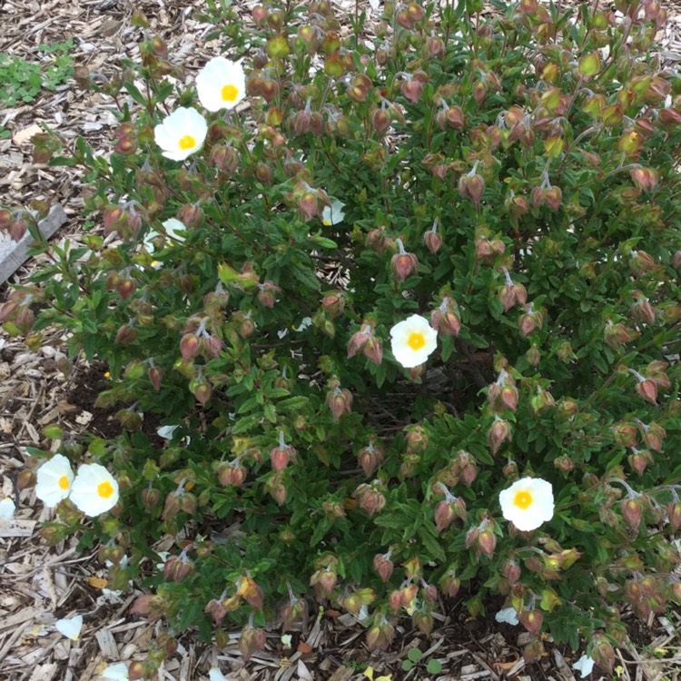 Plant image Cistus x cyprius