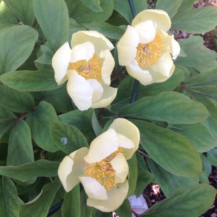 Plant image Paeonia daurica subsp. mlokosewitschii syn. Paeonia mlokosewitschii