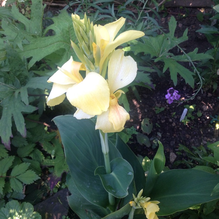 Plant image Canna 'Cannova Yellow' (Cannova Series)