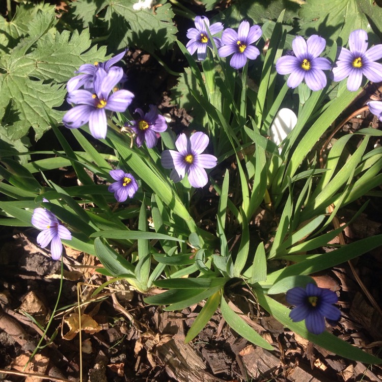 Plant image Sisyrinchium