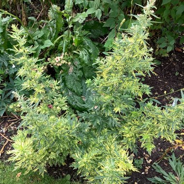 Mugwort 'Oriental Limelight'