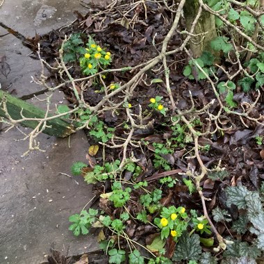 Winter Aconite