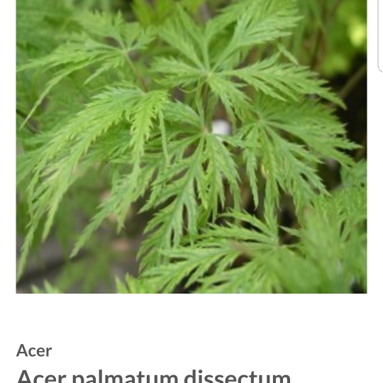 Plant image Acer palmatum 'Filigree' (Dissectum Group) syn. Acer palmatum var. dissectum 'Filigree'