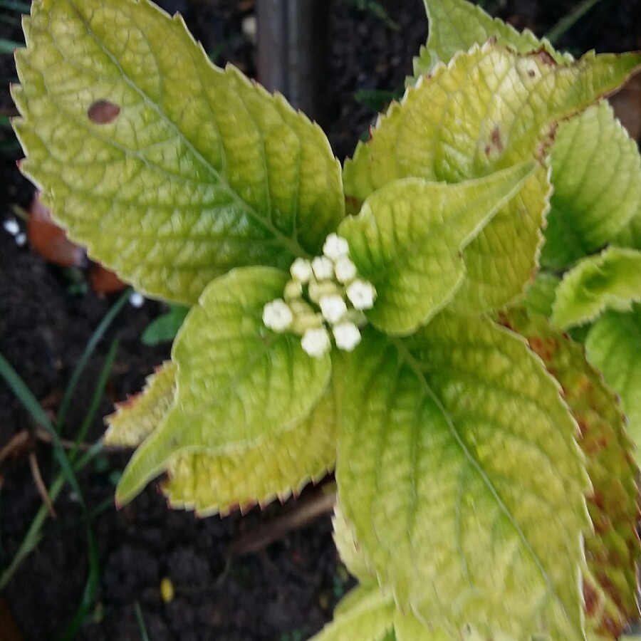 plant image 142226