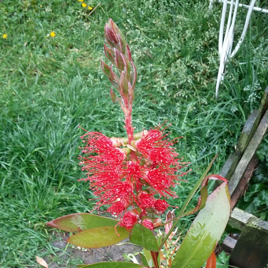 Crimson Bottlebrush