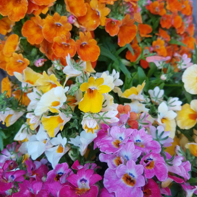 Plant image Nemesia strumosa 'Sundrops Mixed' (Mix)