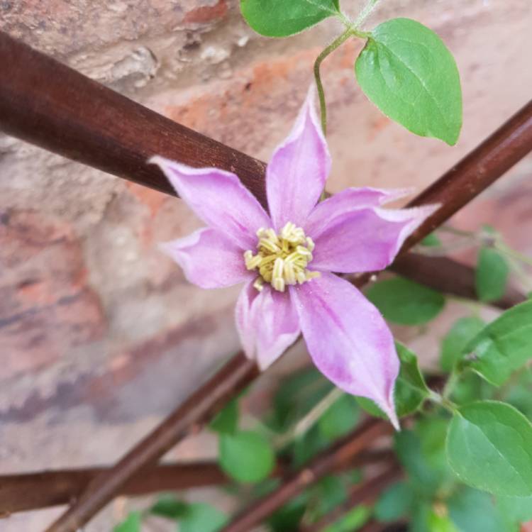 Plant image Clematis viticella 'Justa'